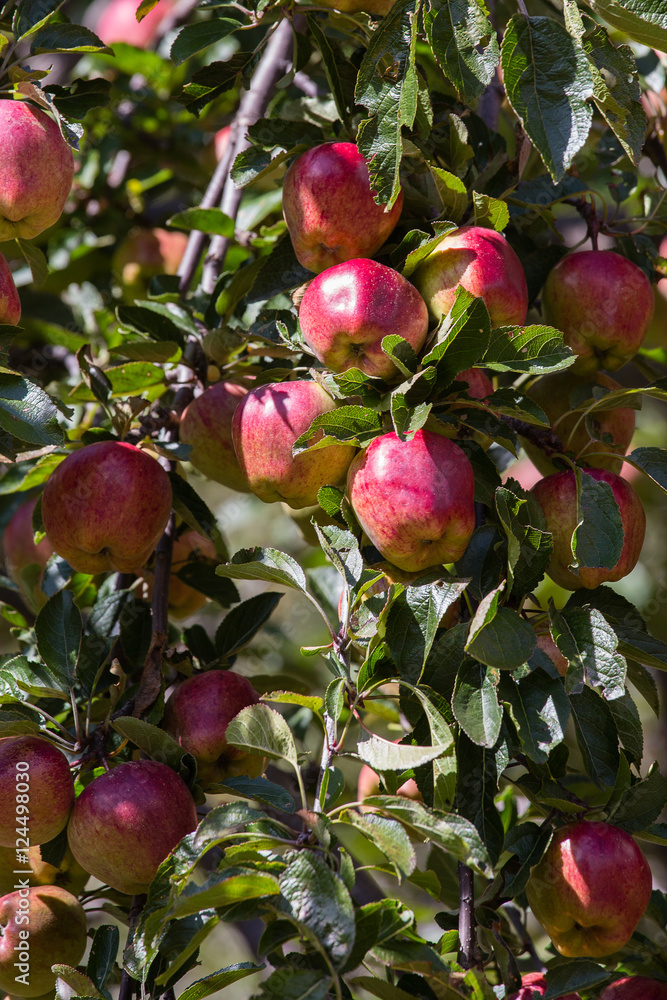 Red apple on tree branch . Himalayas, Nepal Red apple on tree branch . Himalayas, Nepal