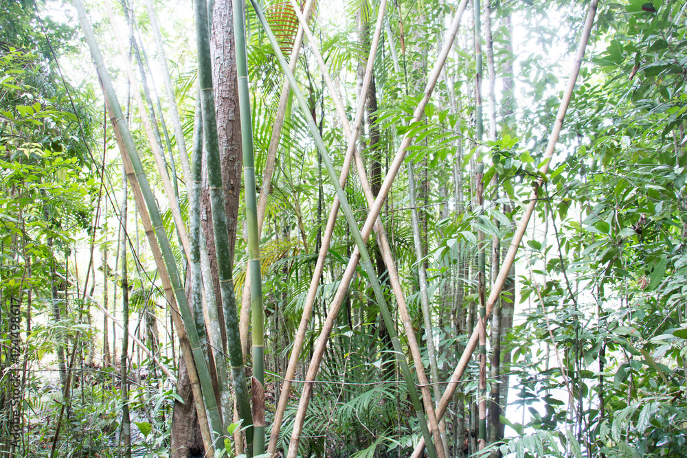 Naklejka premium colorful of big tree,treetop view of tree,sky and treetop,copy space ,big tree from natural.