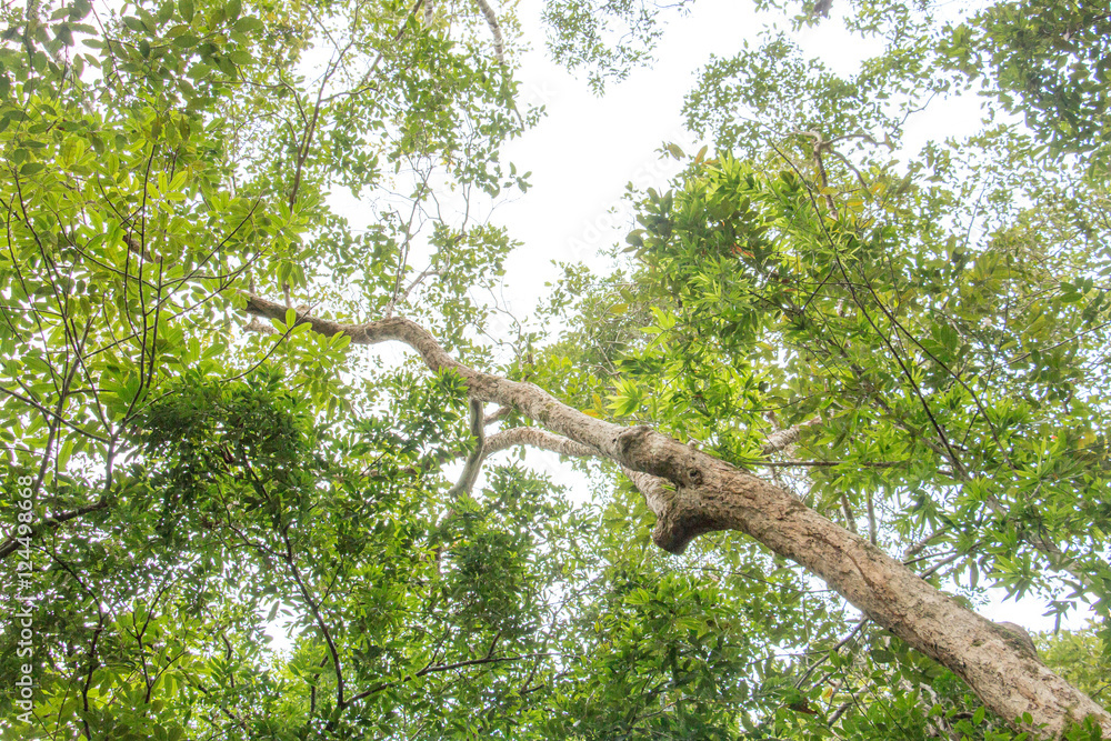colorful of big tree,treetop view of tree,sky and treetop,copy space ,big tree from natural. colorful of big tree,treetop view of tree,sky and treetop,copy space ,big tree from natural.