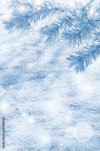 Winter natural background with pine branches in the frost © Leonid Ikan