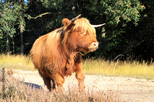 Mini breed cows Scottish Highlander also called the Highland Cow