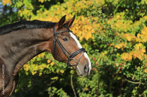 Portrait von einem braunem Pferd vor Baum im Herbst