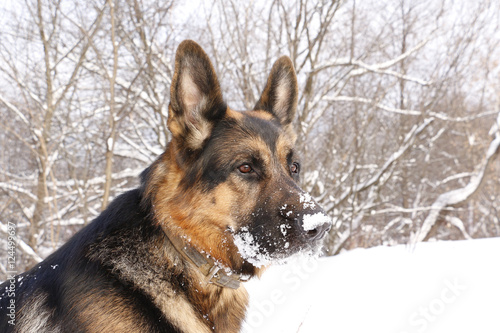 Dog german shepherd in a winter day