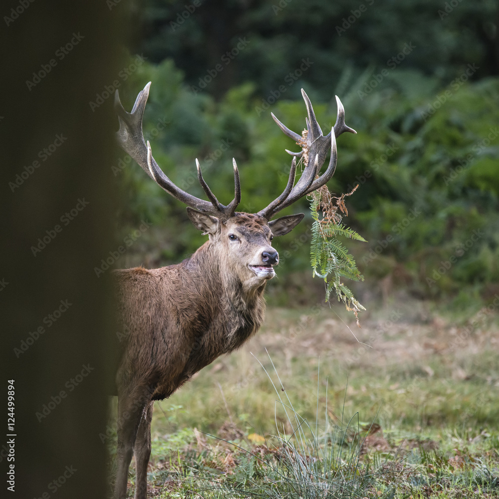 Naklejka premium Majestic powerful red deer stag Cervus Elaphus in forest landsca