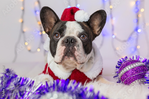 French bulldog in santa costume for Christmas © Patryk Kosmider