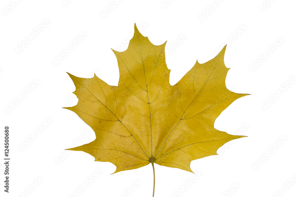 Maple leaf isolated on white background Maple leaf isolated on white background