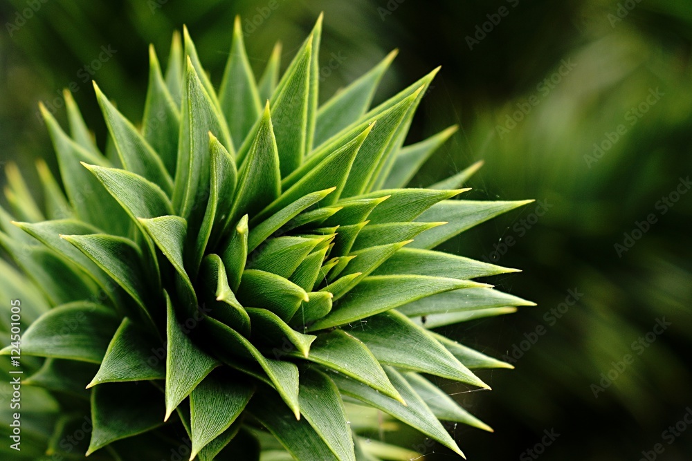 Tip of monkey puzzle tree branch Araucaria Araucana in afternoon sun Tip of monkey puzzle tree branch Araucaria Araucana in afternoon sun