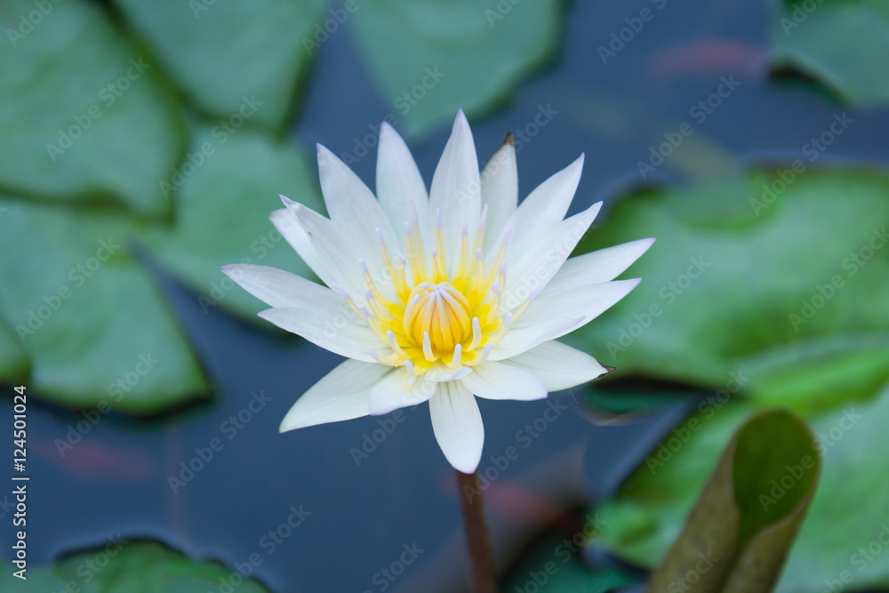 white lotus flower on green leaf background white lotus flower on green leaf background