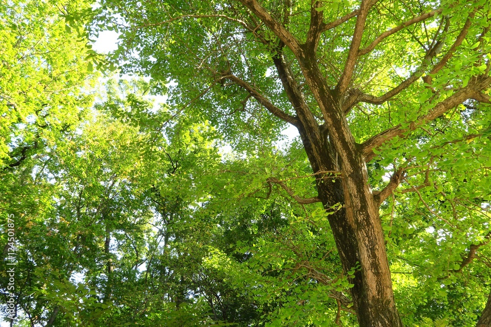 Fototapeta premium 色付きの葉を見上げて