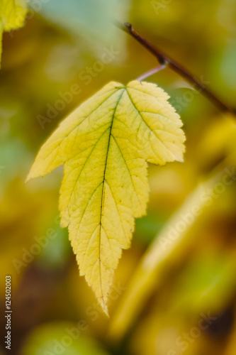 Yellow leaf on a branch on green blurred background of autumn foliage 