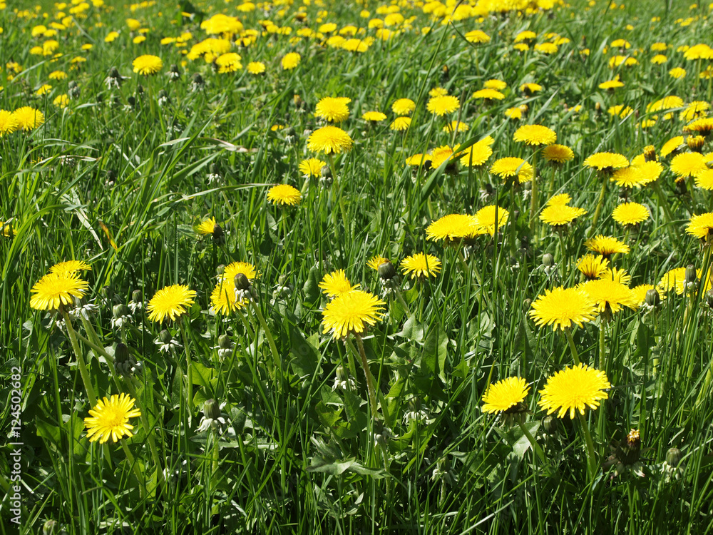 Yellow dandelions flowers field Yellow dandelions flowers field