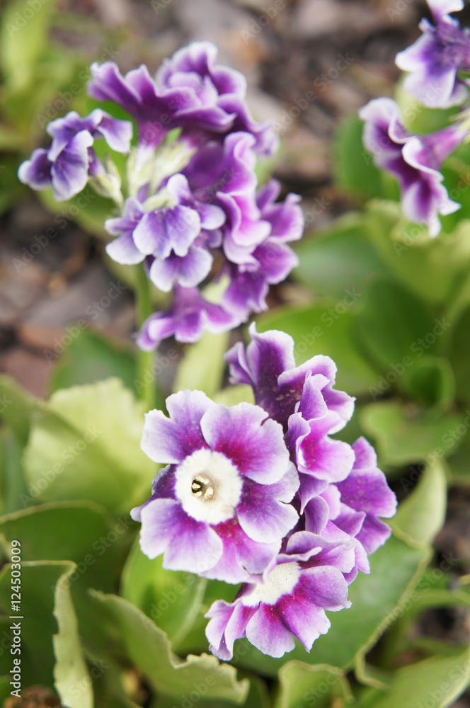 Purple and white primula flowers Purple and white primula flowers