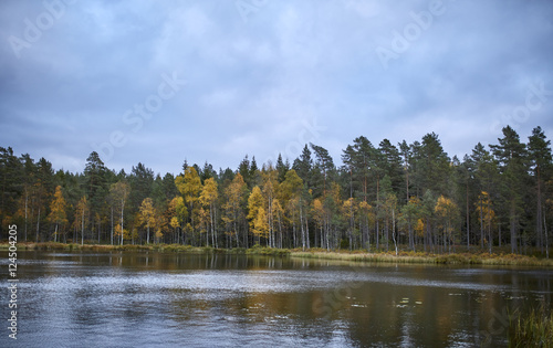 Autumn in a Swedish forrest