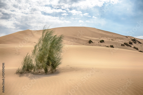 Large sand dune and saxaul is  in Kazakhstan, Altyn Emel