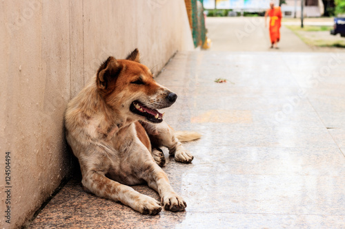 whtie dog sleep in the streets © sopradit