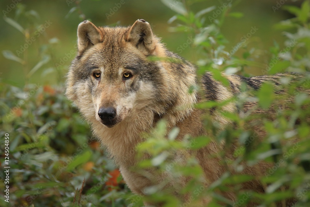 Les loups gris