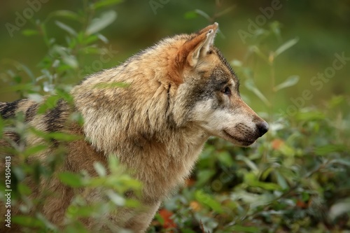 Obraz na płótnie Grey wolf w salonie