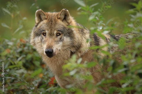 Obraz na płótnie Les loups gris w salonie