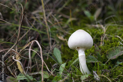 Fresh mushroom growing in the grass