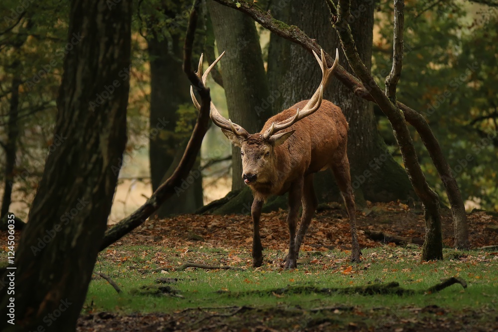 Le roi des bois