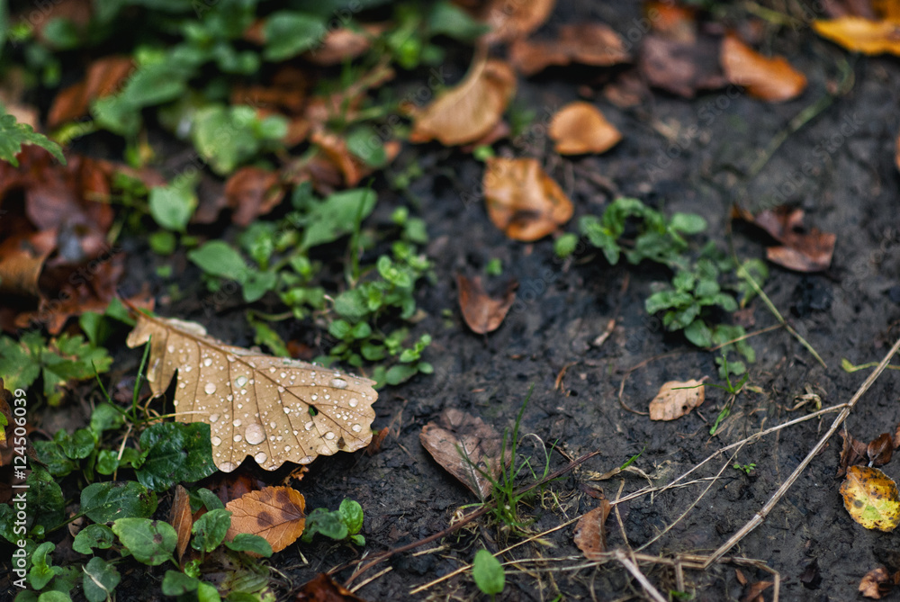 Droplets on fallen oak leaves Droplets on fallen oak leaves