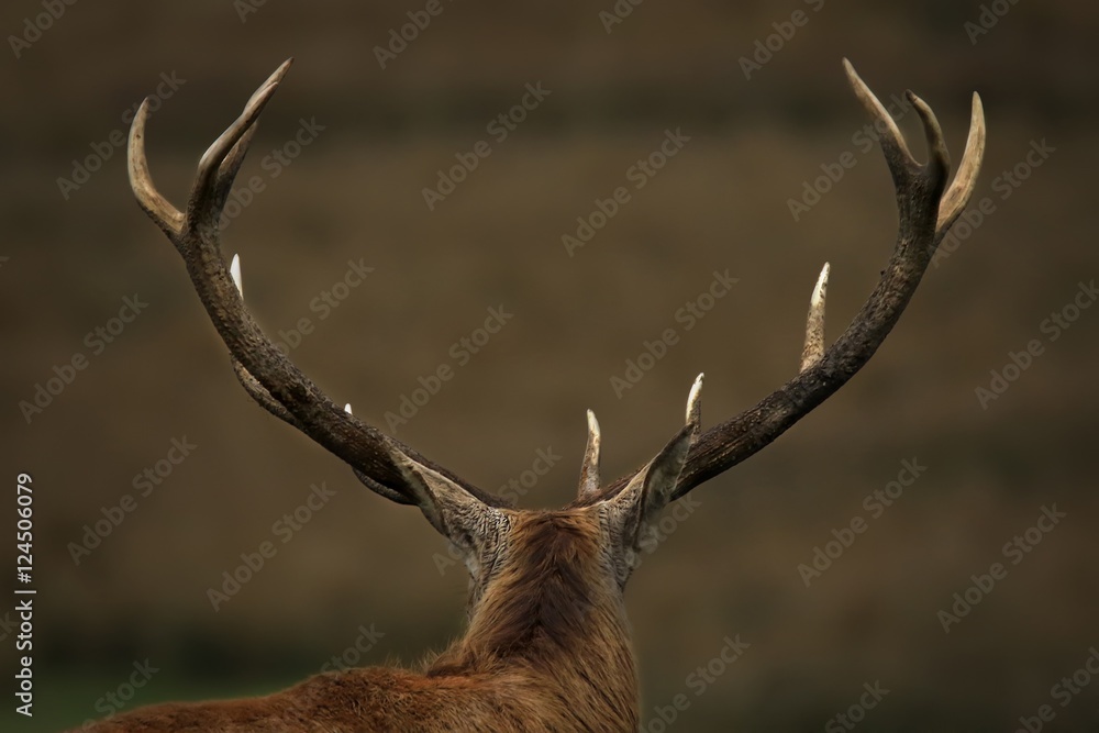 Ramure de cerf