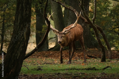 Obraz na płótnie Le roi des bois w salonie