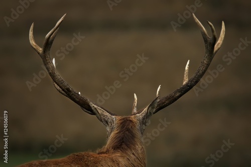 Obraz na płótnie Ramure de cerf w salonie