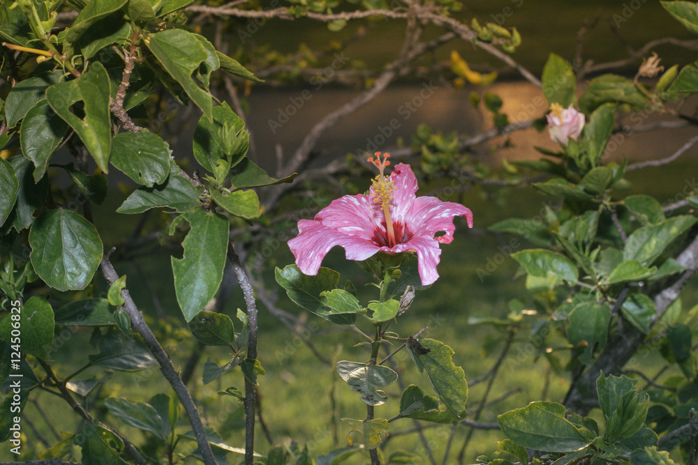 Red Chinese Rose, Shoe flower or a flower of red hibiscus with green leaves, Scientific name as Hibiscus rosa-sinensis L. Red Chinese Rose, Shoe flower or a flower of red hibiscus with green leaves, Scientific name as Hibiscus rosa-sinensis L.