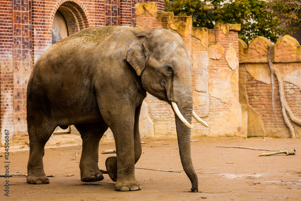 Naklejka premium Elefant