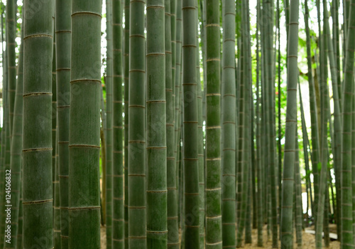 竹林 bamboo