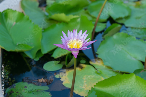 lotus in the pond  