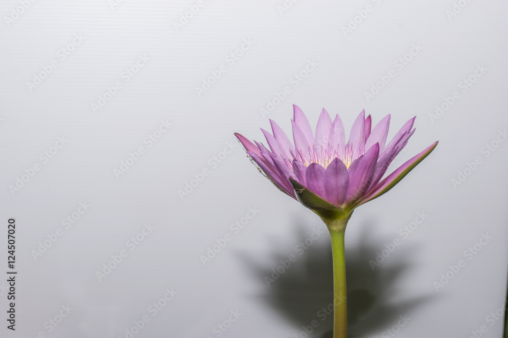 lotus flower isolated white background
