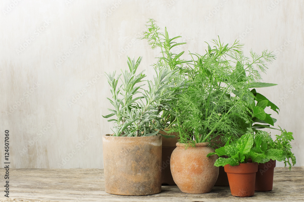 growing herbs in small terracotta pots growing herbs in small terracotta pots