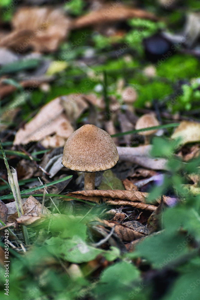 Fresh mushrooms growing in the grass Fresh mushrooms growing in the grass