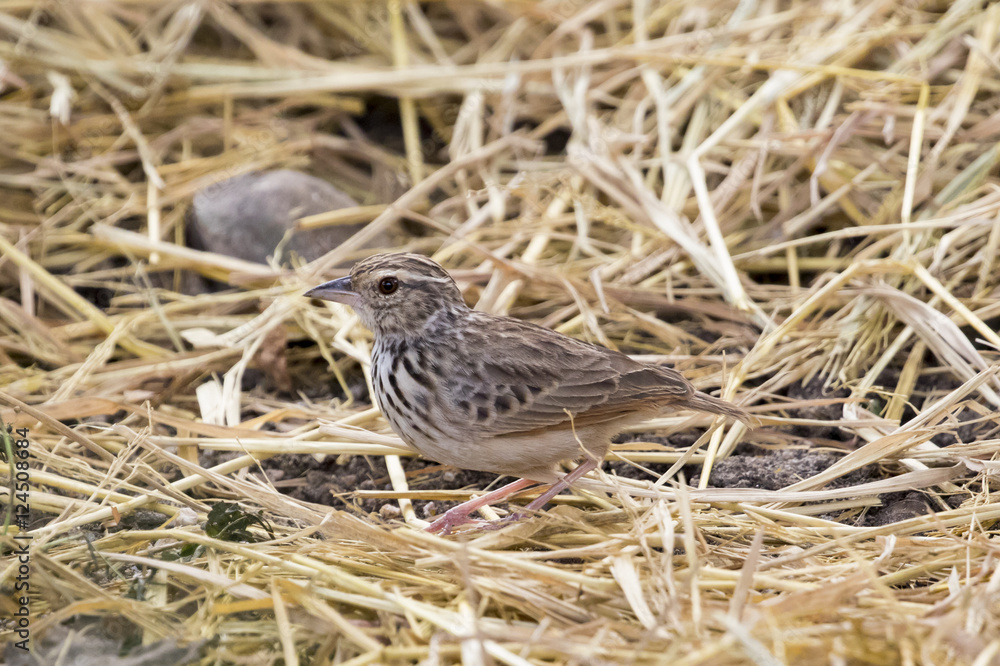 Image of bird in nature, Lanceolated Warbler (Locustella lanceol Image of bird in nature, Lanceolated Warbler (Locustella lanceol