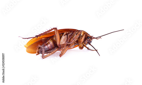 Cockroach © yingtustocker