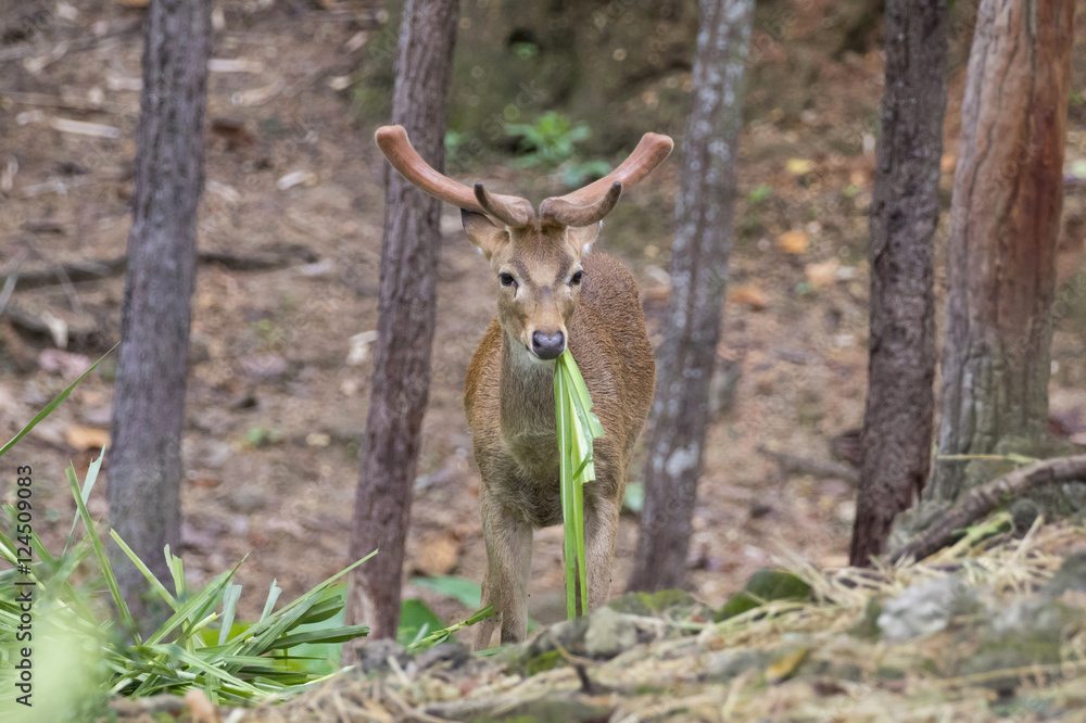 Image of a sambar deer munching grass in the forest. Image of a sambar deer munching grass in the forest.