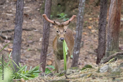 Image of a sambar deer munching grass in the forest. © yod67