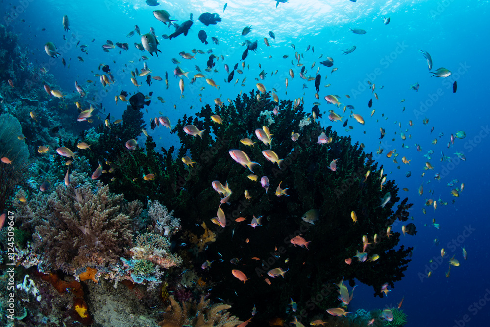 Colorful Anthias Swimming Over Raja Ampat Reef