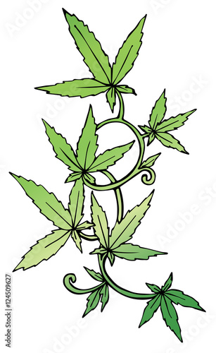 Marijuana leaf on the old watercolor paper background, vector image