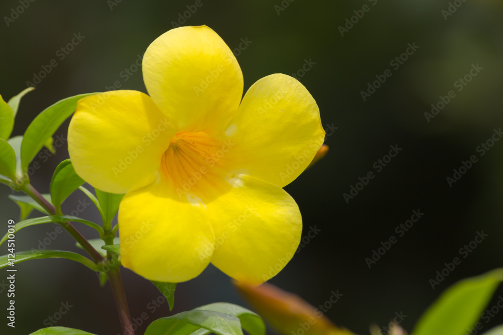 Obraz premium Common trumpetvine's yellow flower closeup(Allamanda cathartica)