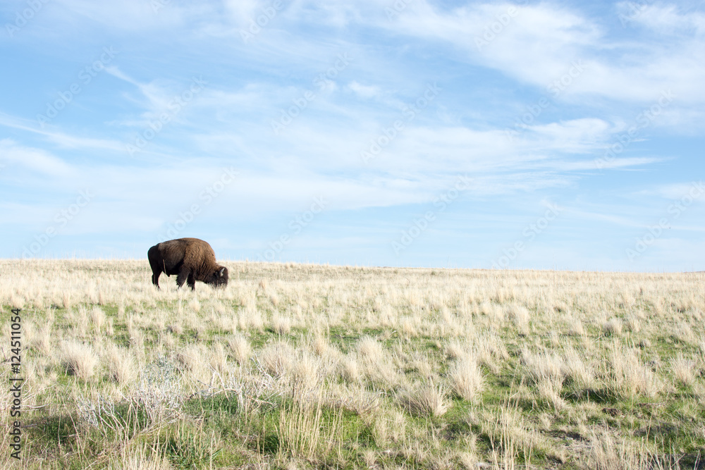 Bison Grazing at Antelope Island State Park Utah Bison Grazing at Antelope Island State Park Utah