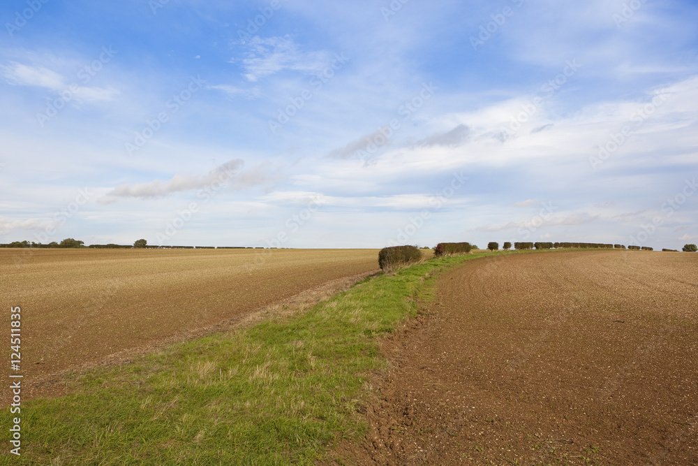 Fototapeta premium curving hedgerow in autumn