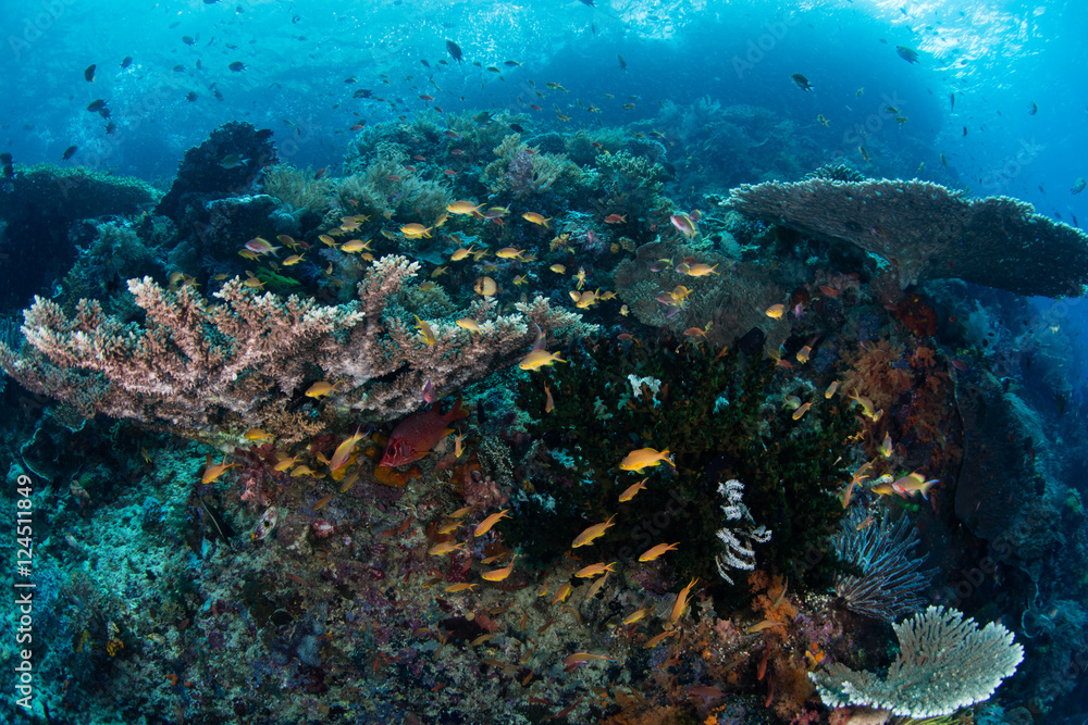 Healthy Coral Reef and Small Fish, Raja Ampat
