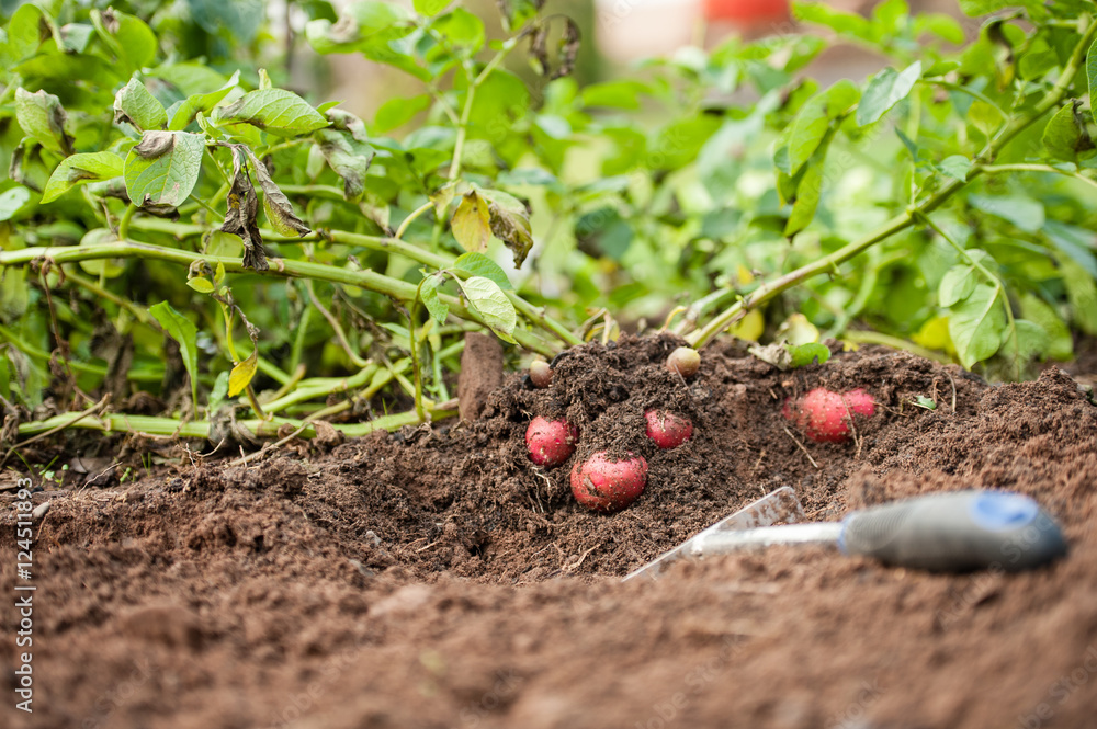 Kartoffeln unter der Erde bei der Ernte Stock Photo Adobe Stock