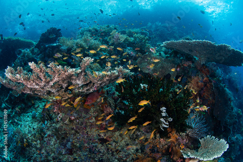Fototapeta Naklejka Na Ścianę i Meble -  Healthy Coral Reef and Small Fish, Raja Ampat