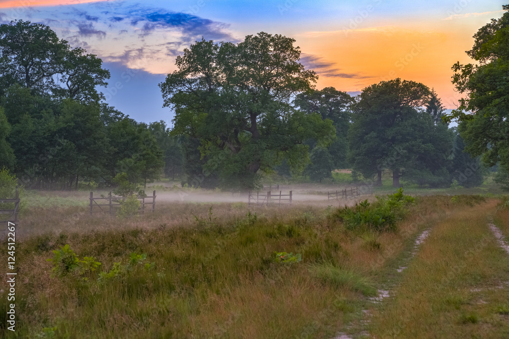Fototapeta premium Breeser Grund 9 / Naturschutzgebiet Breeser Grund in der Göhrde (Waldgebiet im Wendland, Niedersachsen). Aufgenommen am 21. Juni 2016.