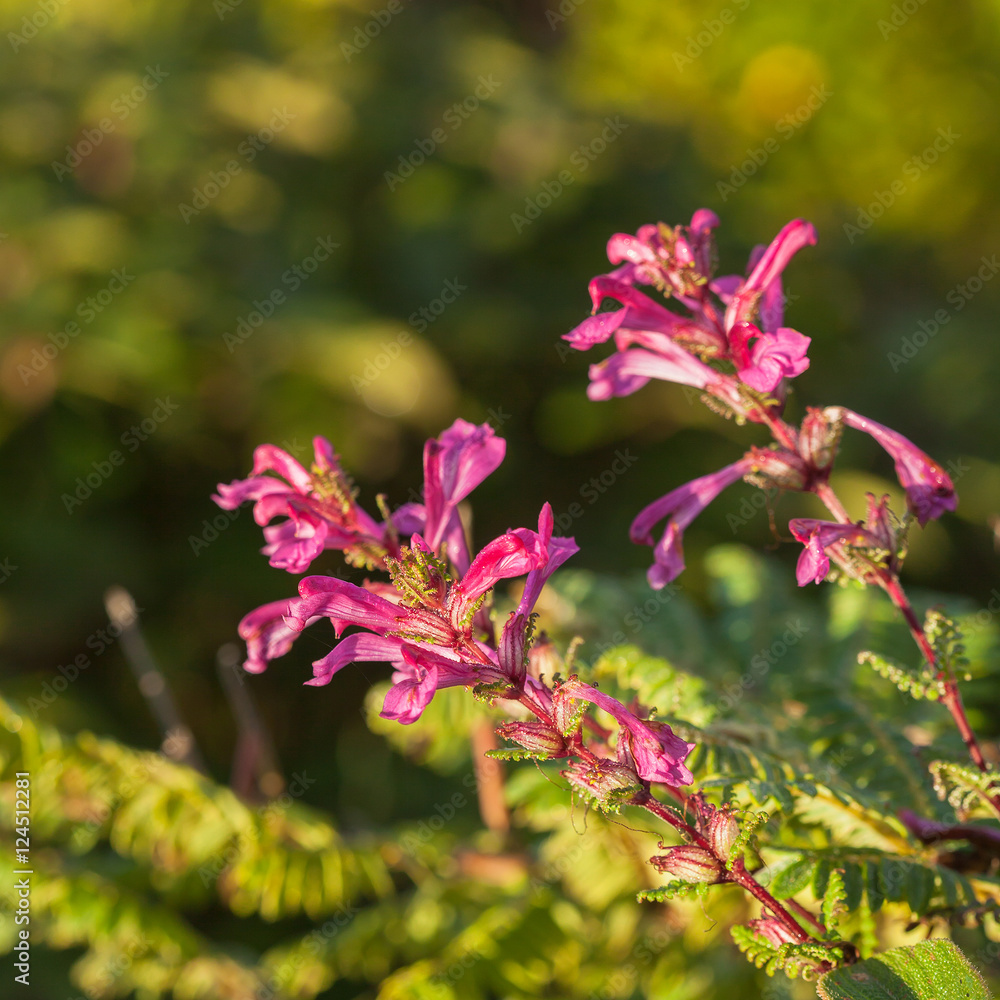 Chom Poo Chaing Dao is Rare flower of high mountain at Doi Luang Chom Poo Chaing Dao is Rare flower of high mountain at Doi Luang