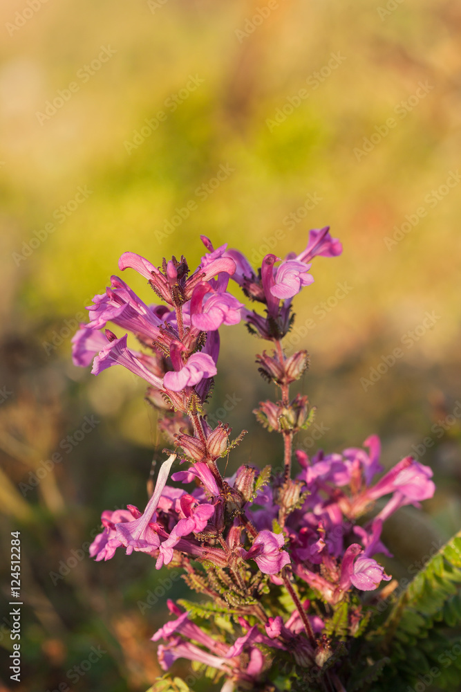 Obraz premium Chom Poo Chaing Dao is Rare flower of high mountain at Doi Luang